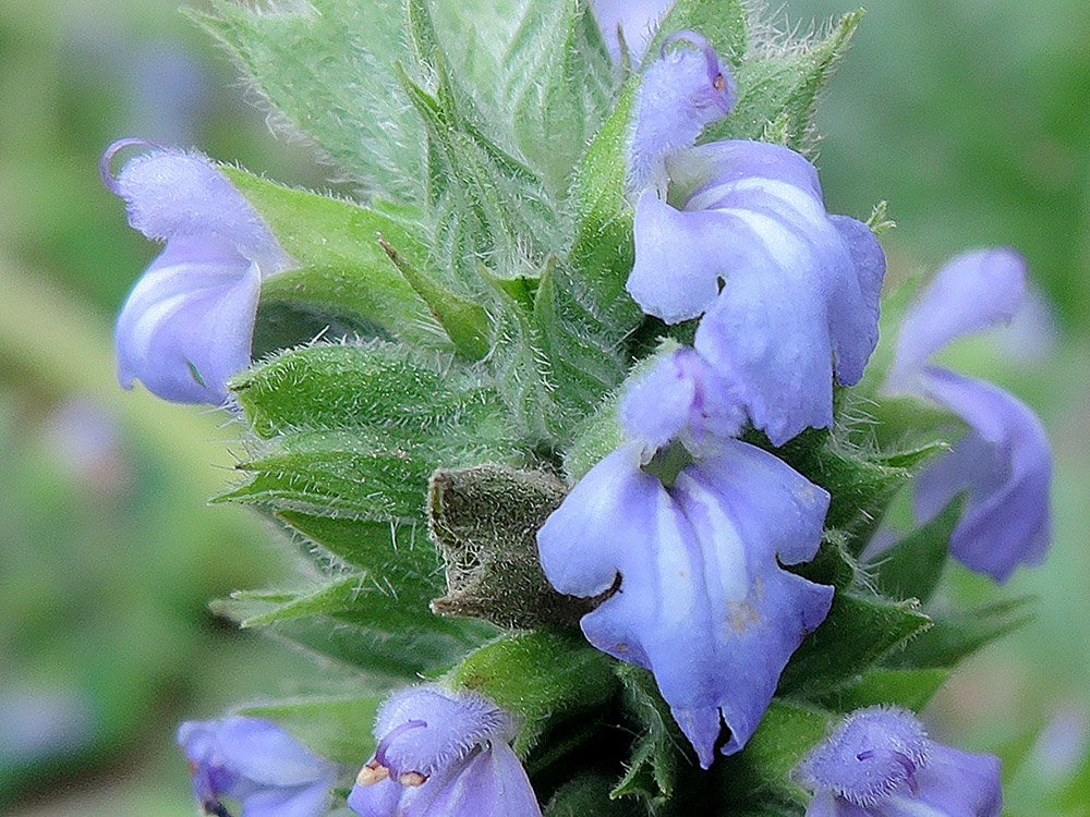 chia (1)